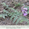 polyommatus coelestinus daghestan hostplant